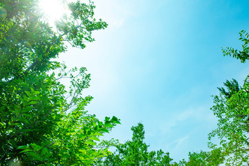 Obraz premium 青空と新緑の背景素材
