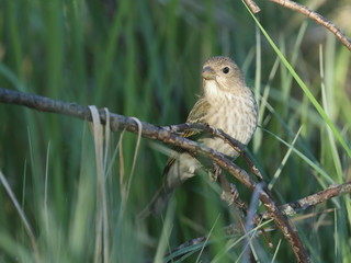 Common Rosefinch is migratory bird