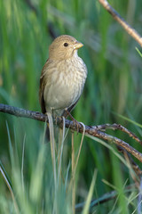 Common Rosefinch is migratory bird