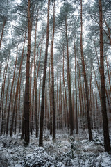 forest in winter