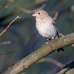 Common Rosefinch is migratory bird