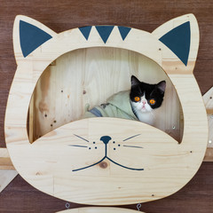 Funny portrait of  black and white cat looking with funny emotions face  on the cat face shelf. Cute little cat sitting under on DIY wooden cat face shelf.
