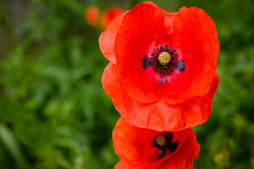 Obraz premium Zbliżenie czerwonego maku, popularnego delikatnego kwiatu występującego w ogrodach dzikich kwiatów w Anglii