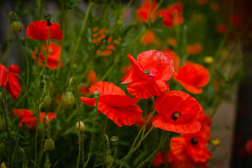 Red Poppies in Wildflower Garden, a popular delicate flower found in wildflower gardens in England