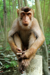 male monkey sitting on the pole and looking to the camera