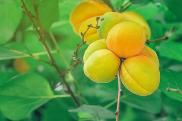 ripe apricots on a tree close-up