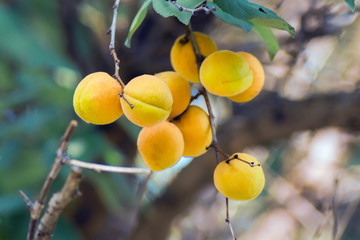 ripe apricots on a tree close-up