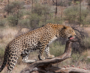 Leopard