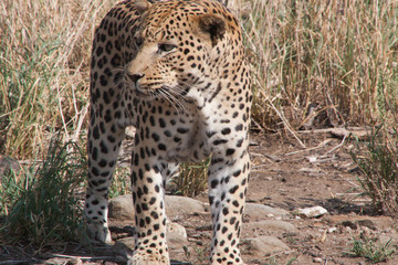 Leopard