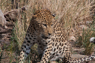 Leopard