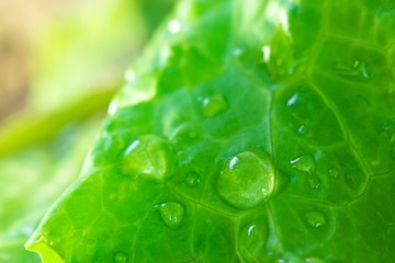 salad green closeup texture background
