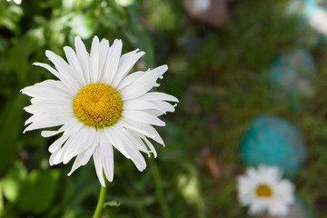 Fototapeta premium white daisy flower