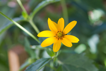 Obraz premium yellow daisy flower