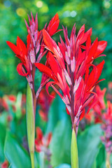 Cannes flower (lat. Canna) in the sun in the summer garden.