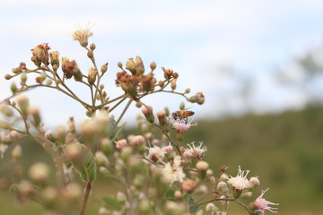 flowers on background of blue sky