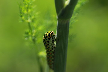  Chenille du Machaon
