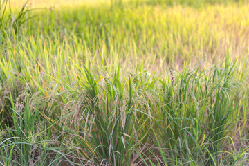 Rice and field, close up ear of rice in field thailand. 