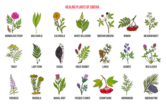 Medicinal Herbs Of Siberia