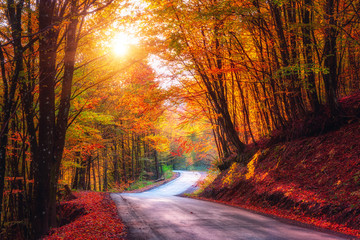 Narrow winding road in dark autumn forest, beautiful landscape with colored trees and sun, natural...