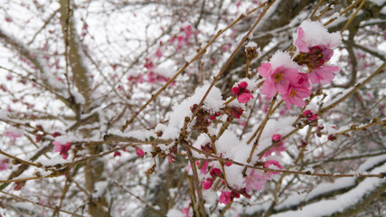 Pink cherry blossom flowers covered in snow
