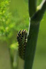  Chenille du Machaon