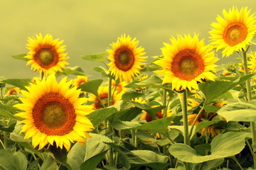 Obraz premium Beautiful yellow sunflower against sky close up