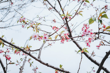 Sakura Spring blossoms flowers in Gicun Park in Shanghai, China