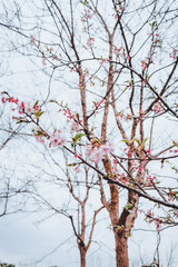 Sakura Spring blossoms flowers in Gicun Park in Shanghai, China