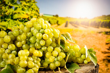 Grapes on wooden trunk in the beautiful sunny vineyard background