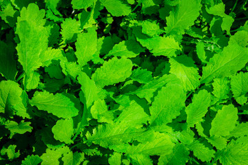 texture background of mustard cultivation of plants