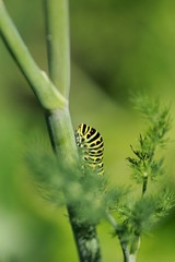  Chenille du Machaon