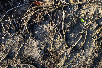 dry_cracked_soil