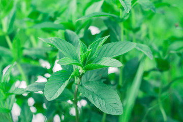 mint leaves on natural background