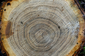 Naklejka premium wood circles texture