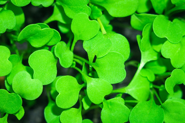 first leaves of arugula texture background