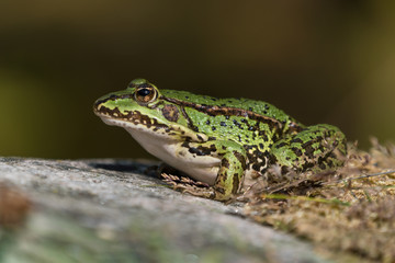 Green european frog on a rock with dry moss on land facing left seen from low angle