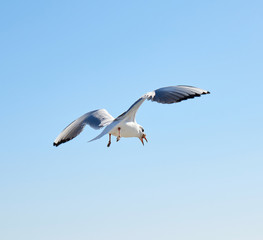 Fototapeta na wymiar white sea gull flies in the sky