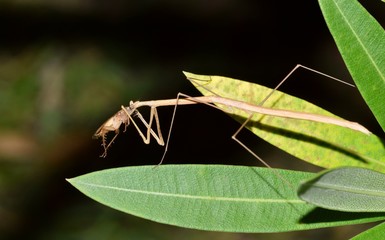 A brown-colored Stick insect (Phasmatodea) has caught a cockroach and is feeding on it in some Oleander leaves. These bugs are masters of camouflage.
