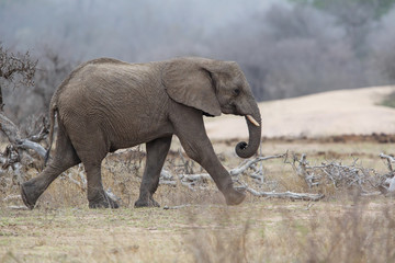 Fototapeta na wymiar Elephant male walking in the Kruger National Park near Renosterkoppies in South Africa