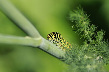 Chenille du Machaon