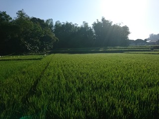 Fototapeta premium Rice Fields in The Spotlight of The Sunrise