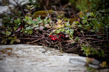 lingonberry taiga berry in a natural environment in the mountains