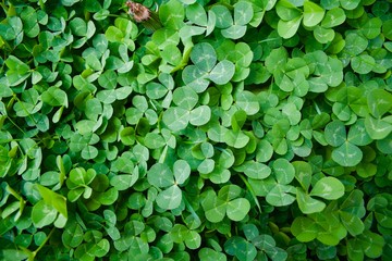 Clovers