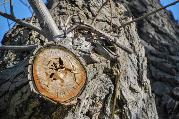 a huge branch cut from a tree leaving a scar