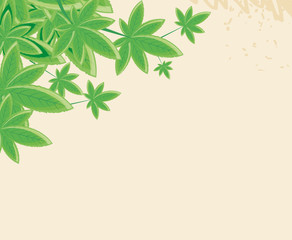 cannabis leafs plant nature frame