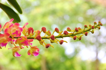 colorful rhynchostylis gigantea Thailand orchid. close up Siam the beautiful orchid
