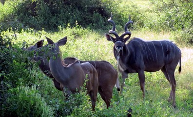 kudu bull with kudu cows
