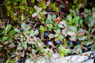blueberry taiga berry in a natural environment in the mountains