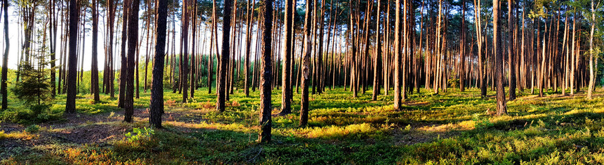 Las wieczorem © michalsen