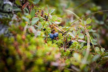 Fototapeta premium blueberry taiga berry in a natural environment in the mountains